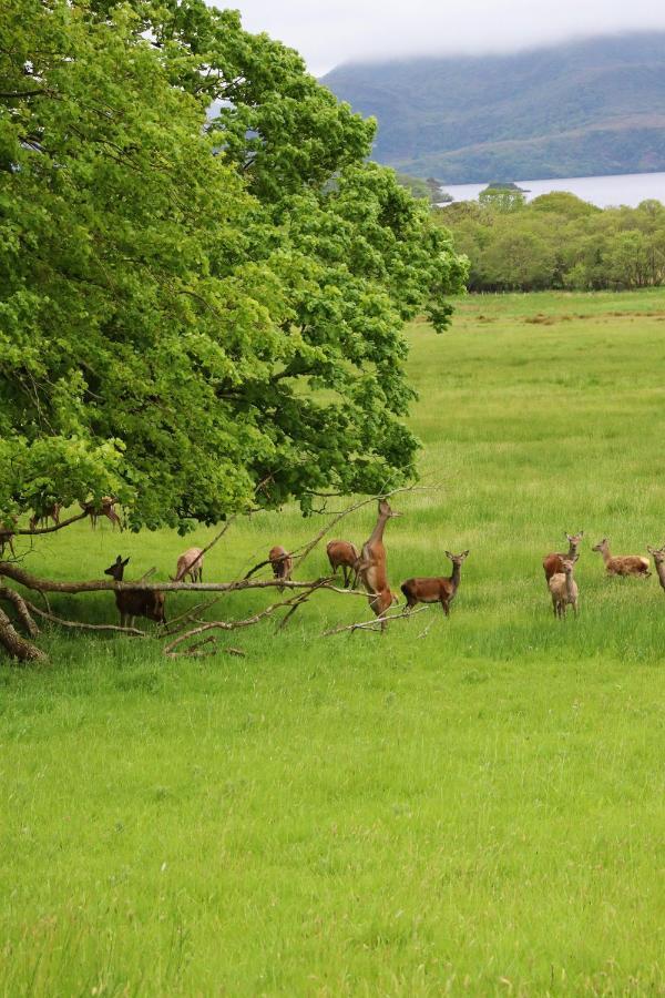 Mount Alohert House Killarney Dış mekan fotoğraf